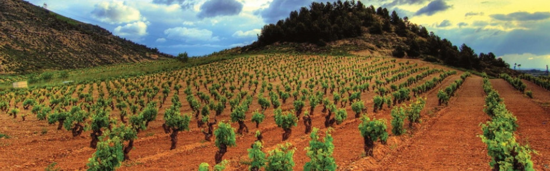 Bodegas Tobía