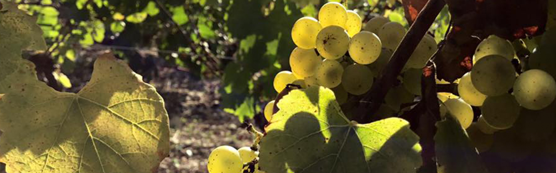 Domaine de Vauroux